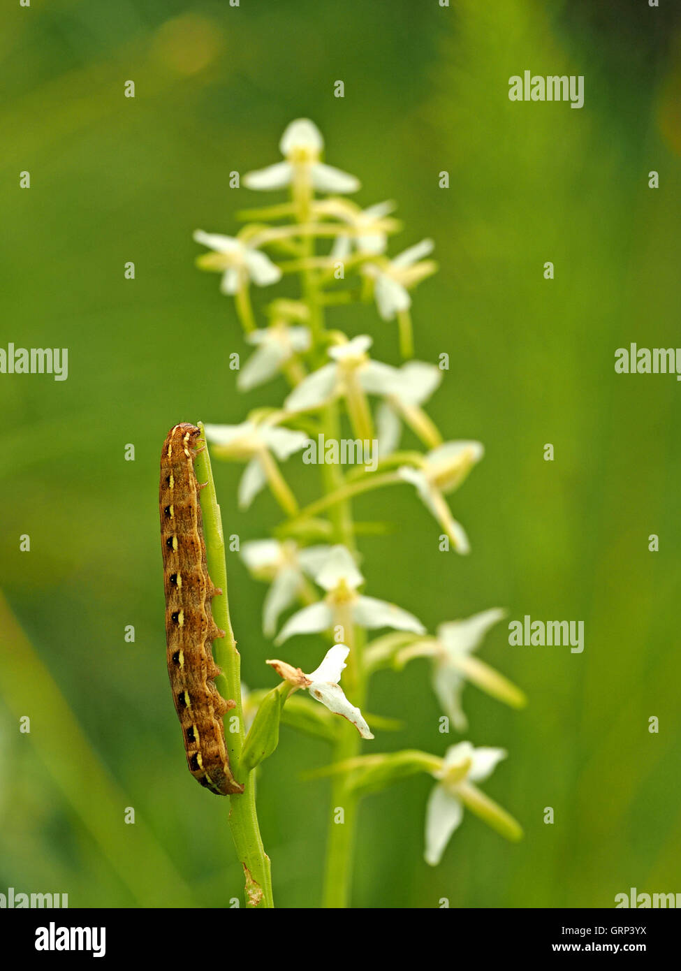 Caterpillar di grande giallo Underwing 'cutworm' tarma (Noctua pronuba) alimentazione su flowerspike di minore Butterfly Orchid (Platanthera bifolia) Foto Stock