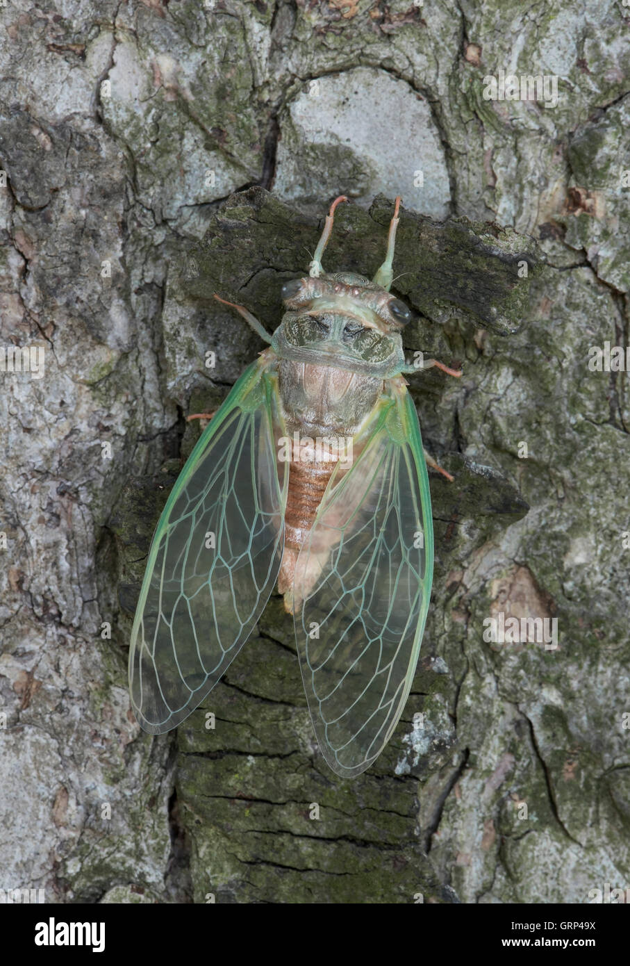 Adulto Cicala Dogday Harvestfly (Tibicen canicularis) appena emersa dalla pelle nymphal USA orientale Foto Stock