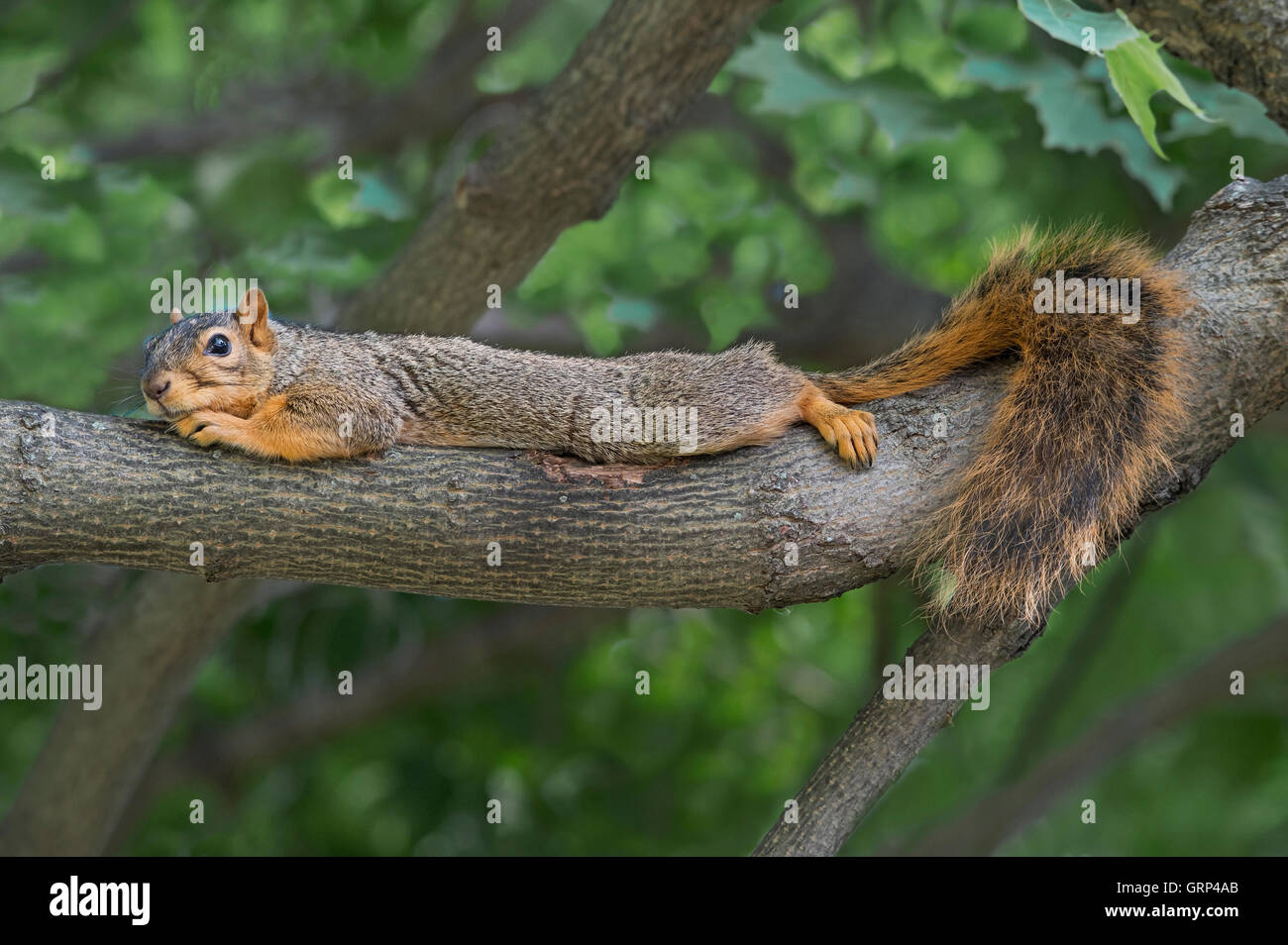 Eastern Fox Squirrel allungato e poggiato su un arto di alberi, Sciurus niger Eastern USA, di Skip Moody/Dembinsky Photo Assoc Foto Stock