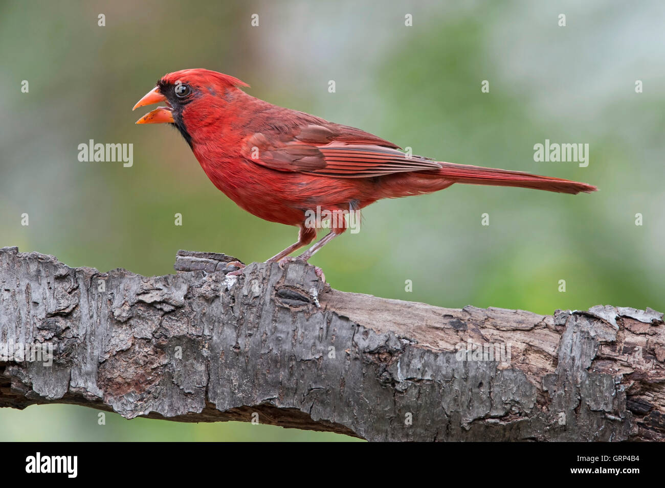 Il Cardinale nord Cardinalis cardinalis maschio a partire da cellule MOLT, Nord America orientale Foto Stock