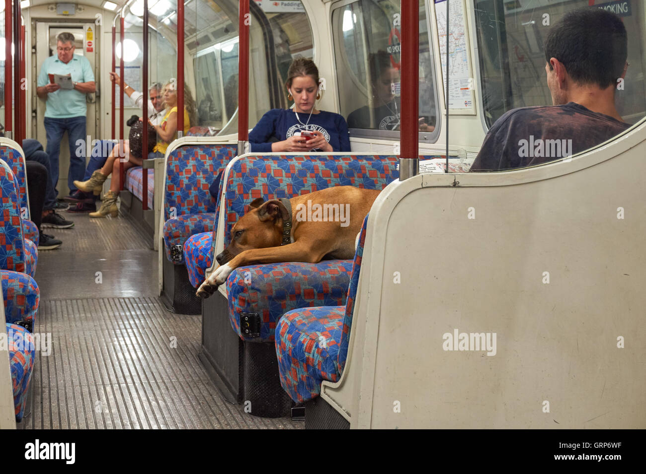 Passeggeri all'interno la linea Bakerloo della metropolitana, carrello Londra Inghilterra Regno Unito Regno Unito Foto Stock