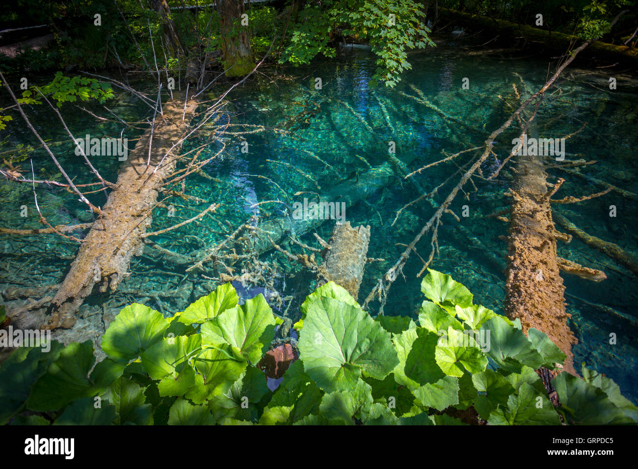 Il fiume Korana, fiancheggiata da butterburs (Parco Nazionale dei Laghi di Plitvice - Croazia). Tre specie di Petasites crescere in questa zona. Foto Stock