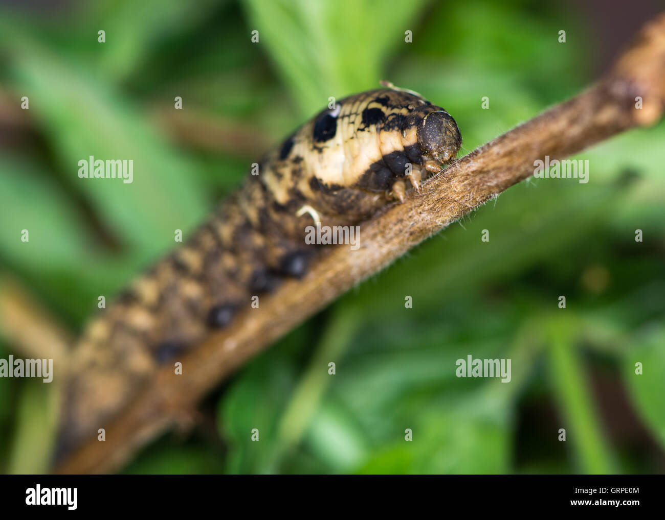 Elephant hawk-moth (Deilephila elpenor) caterpillar. Marrone a forma di larva matura di tarma nella famiglia Sphingidae, su willowherb Foto Stock
