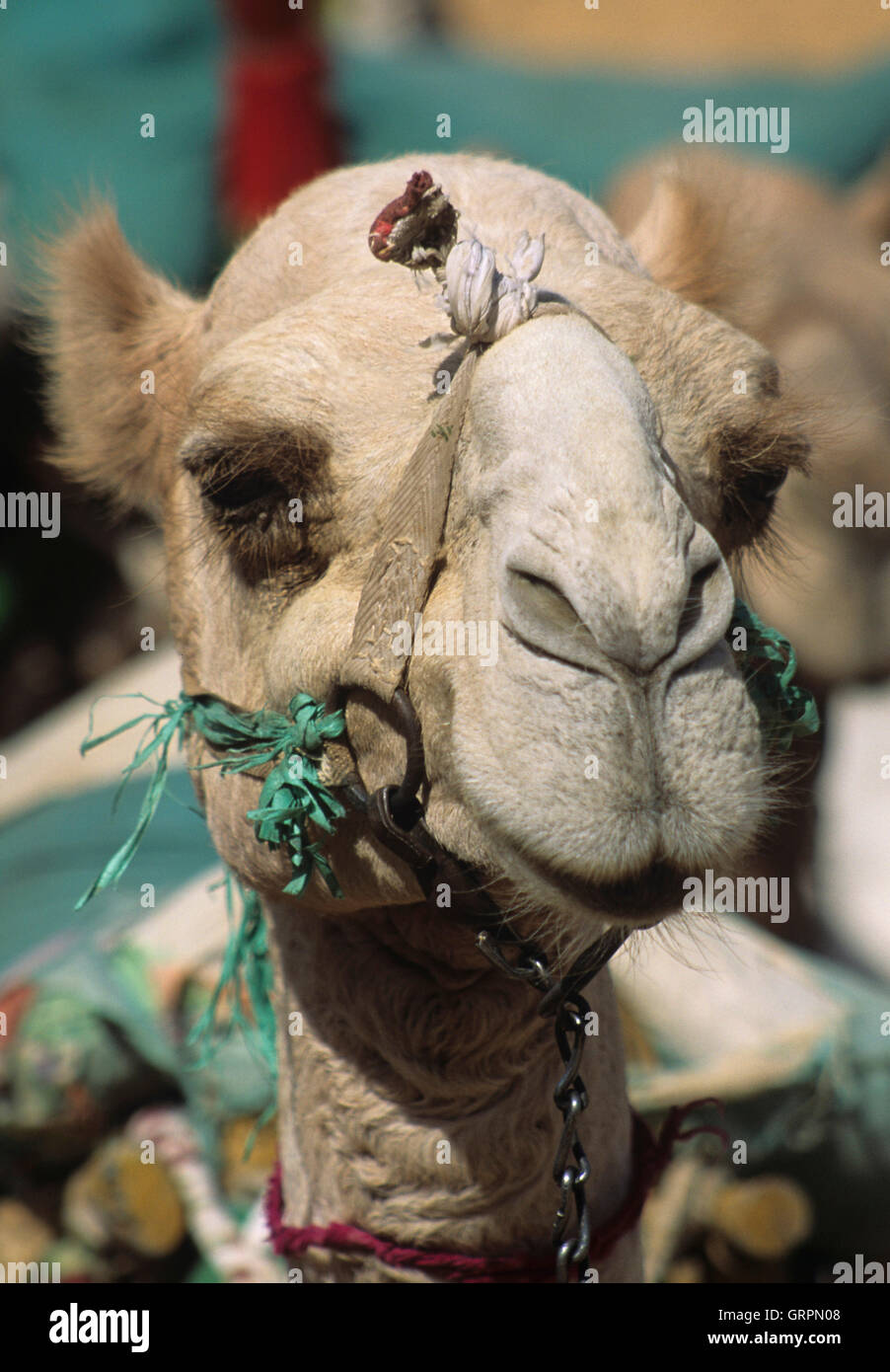 Il cammello, Aswan, Alto Egitto Foto Stock