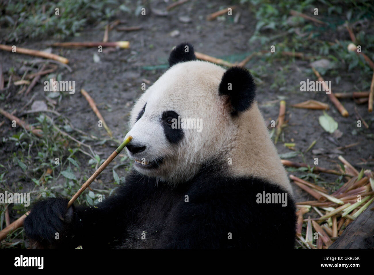 Un panda gigante (Ailuropoda melanoleuca) a Chengdu Panda Santuario gode di alcuni bambù Foto Stock