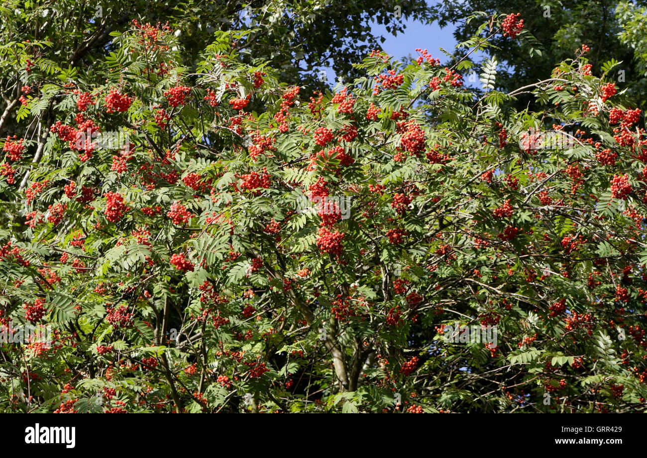 Red Rowan bacche, Mountain frassino Foto Stock