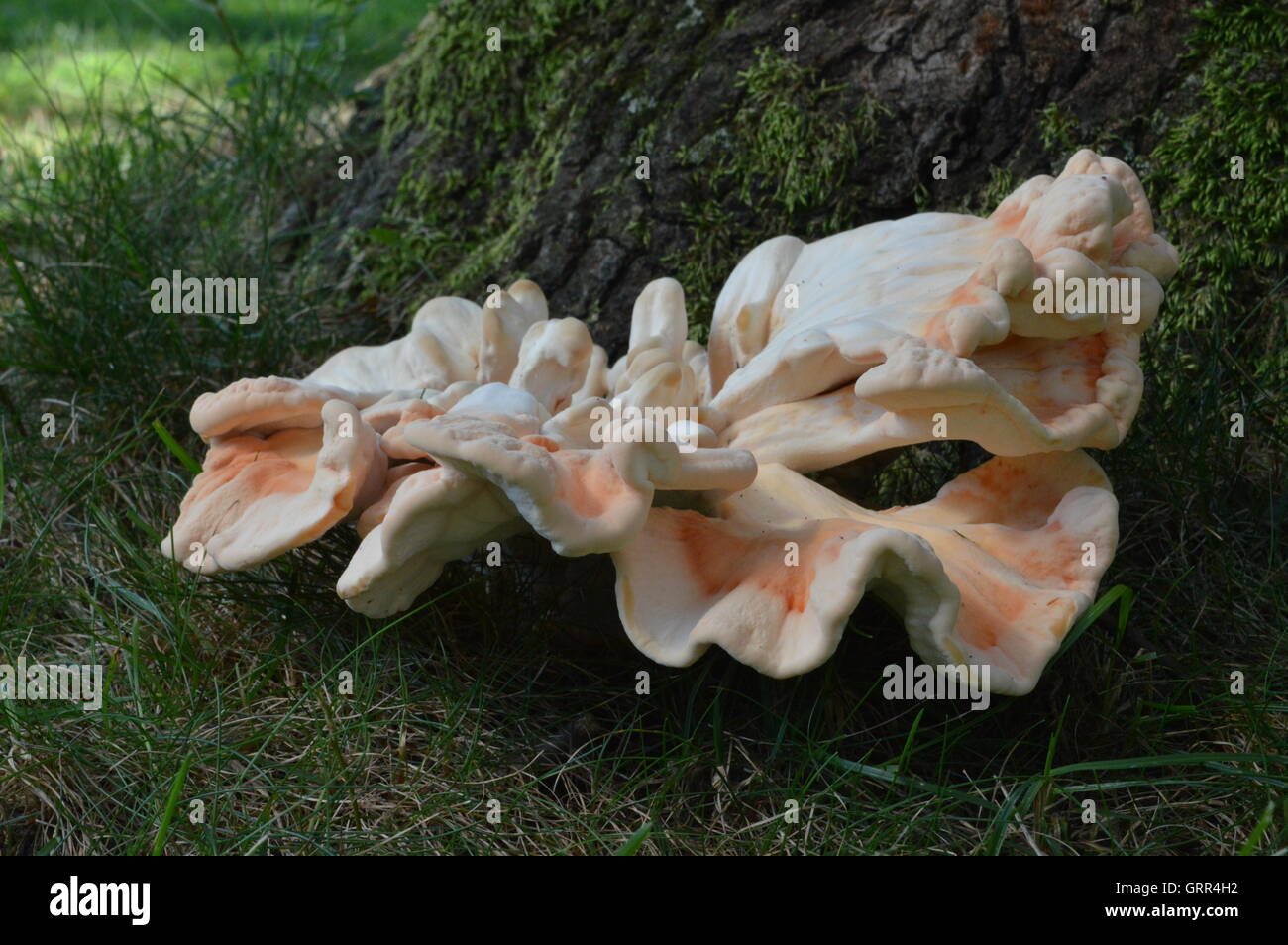 Vicino la fotografia di un insolito, grande fungo alla base di un albero di Pasadena, Anne Arundle County, Maryland, USA. Foto Stock