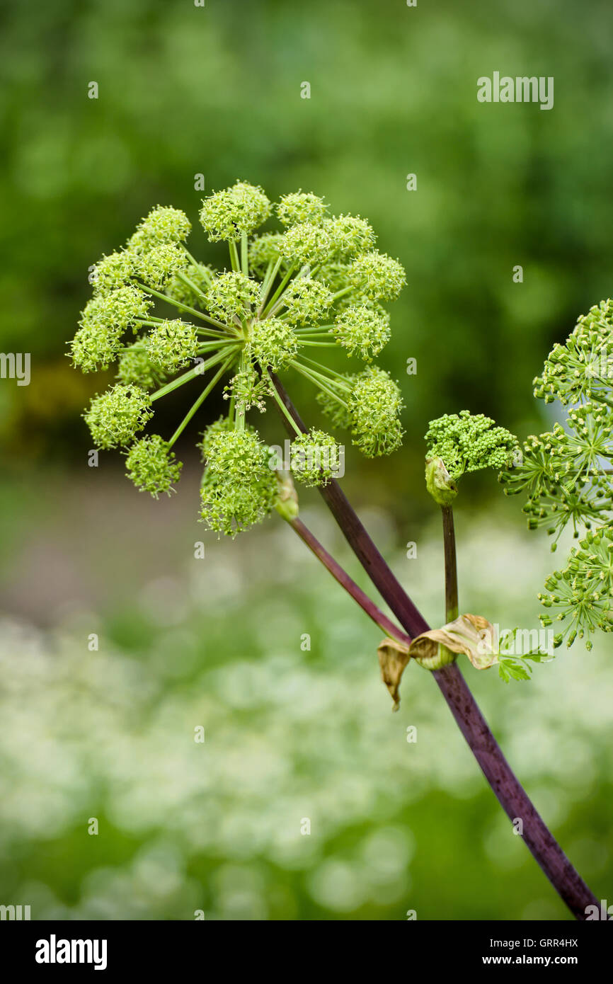 Angelica archangelica fiore Foto Stock