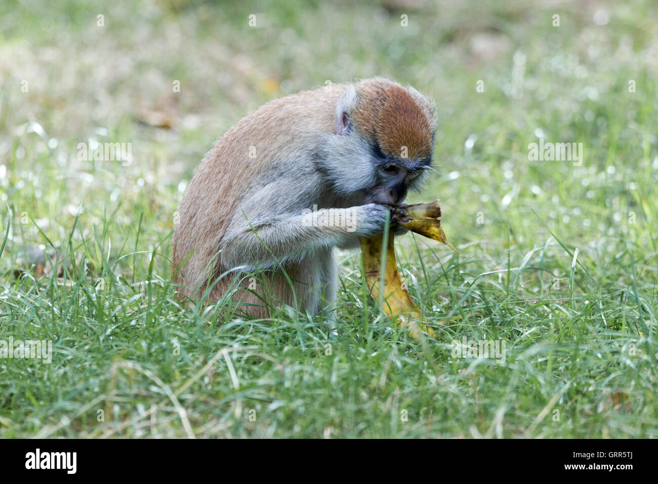 Barbary macaque. Macaca sylvanus, Woburn Safari Park. Foto Stock