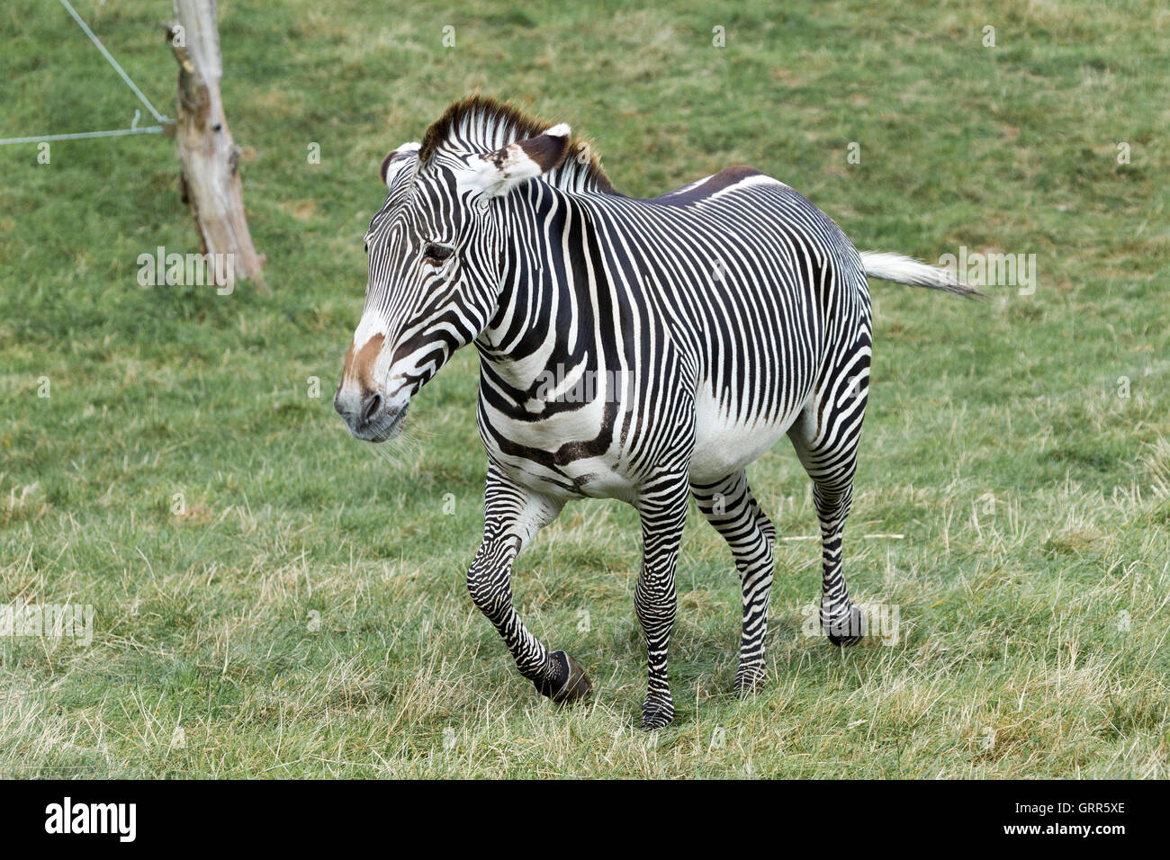 Grévy's zebra. Equus grevyi, Woburn Safari Park. Foto Stock