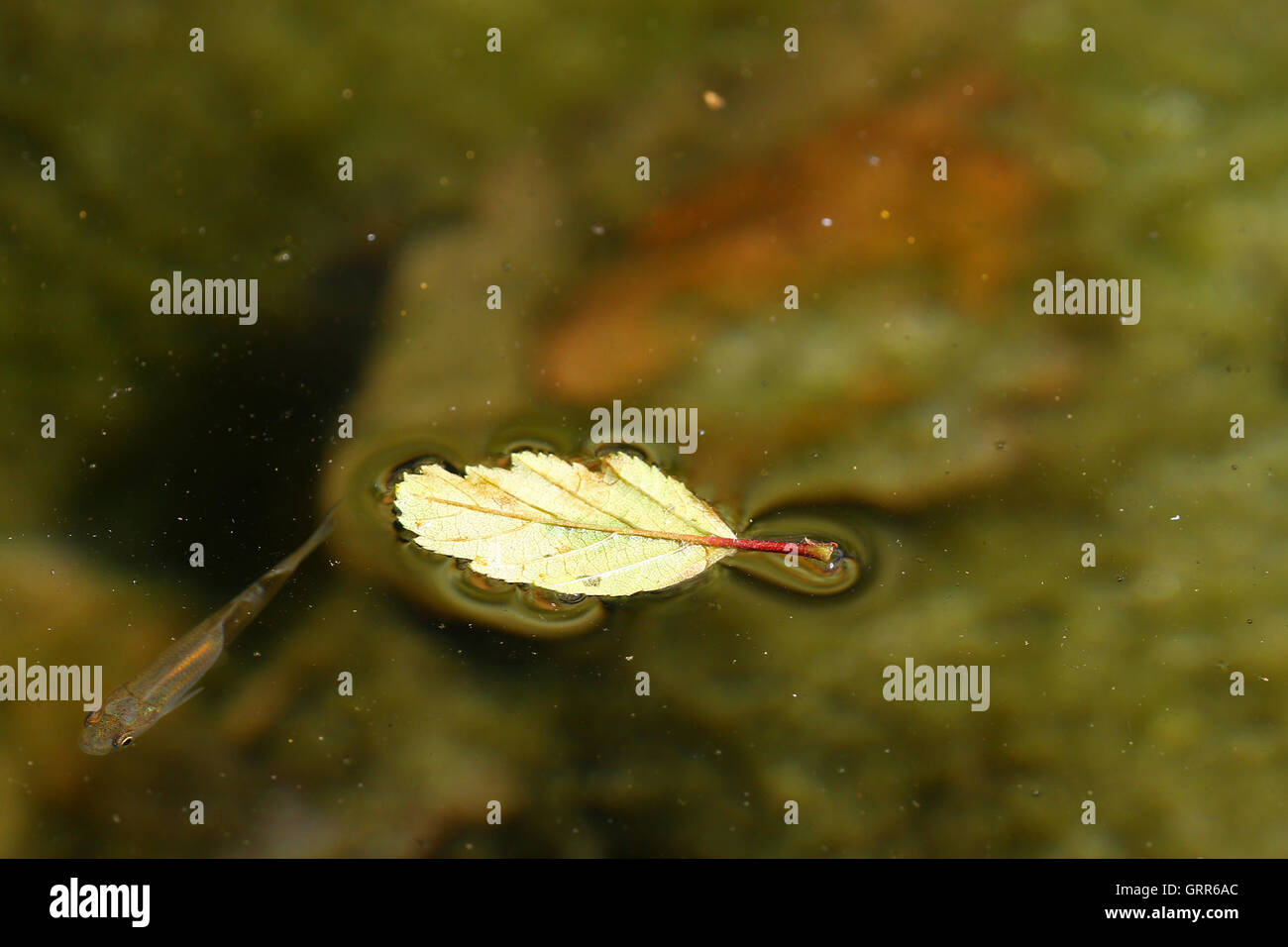 Foglia morta galleggiante in acqua con piccoli pesci tema di autunno Foto Stock