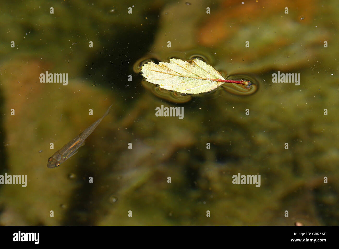 Foglia morta galleggiante in acqua con piccoli pesci tema di autunno Foto Stock