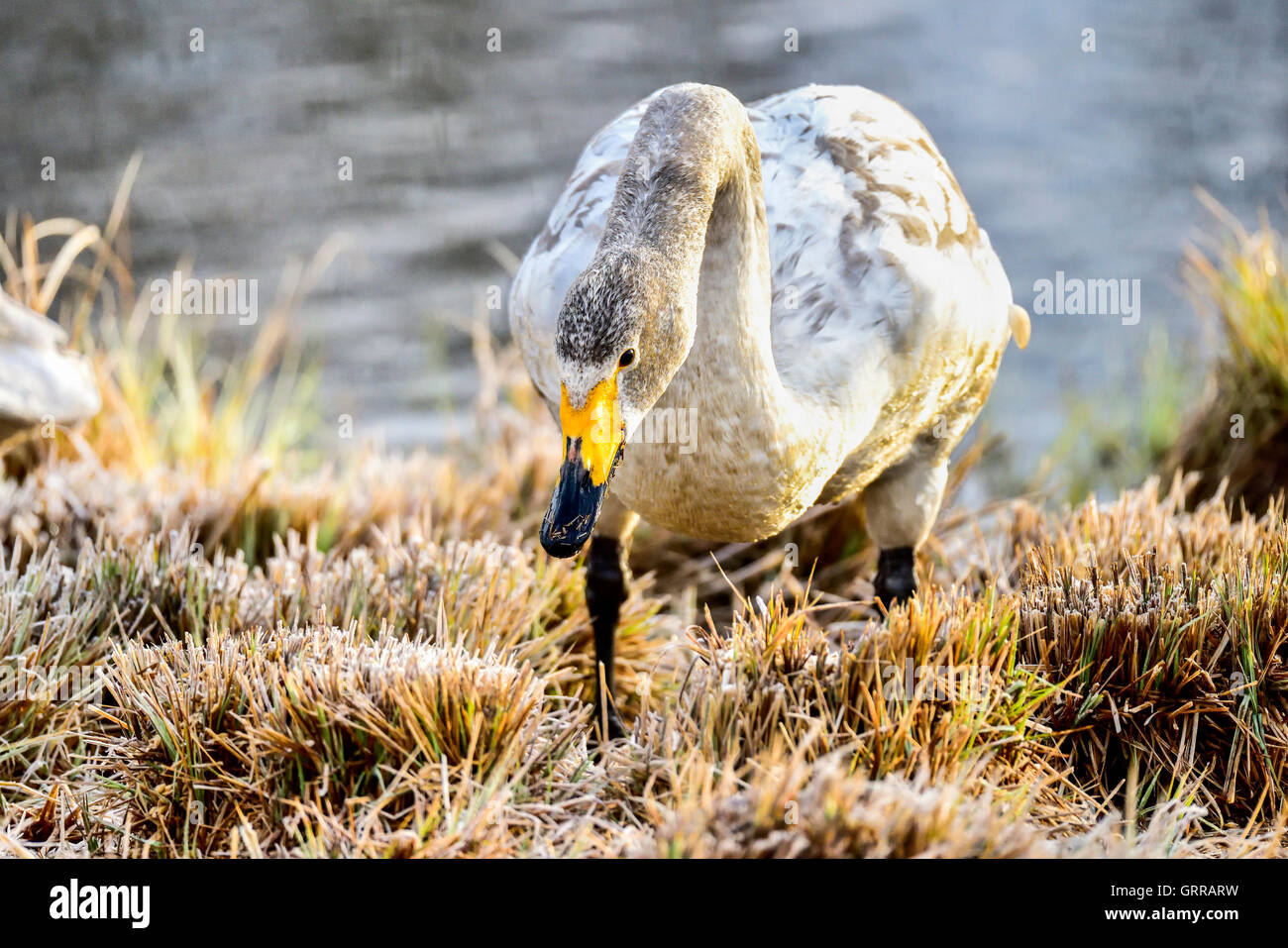 Cigno selvatico Foto Stock