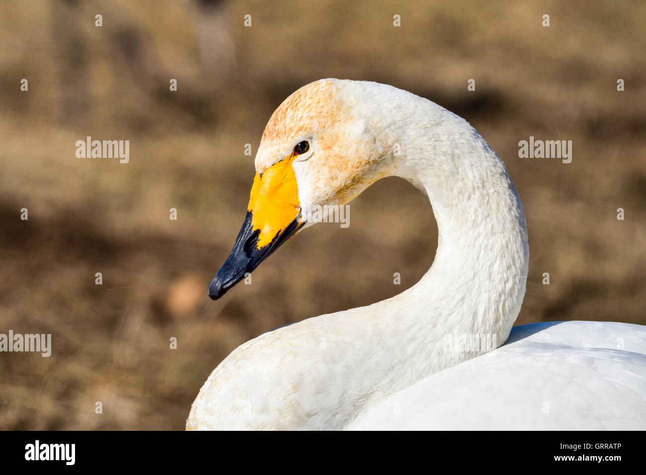 Cigno selvatico Foto Stock