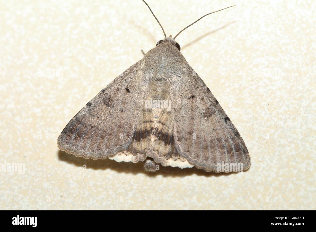 Moth con delta-come ali guardando come il Concorde in appoggio sul pavimento. Foto Stock