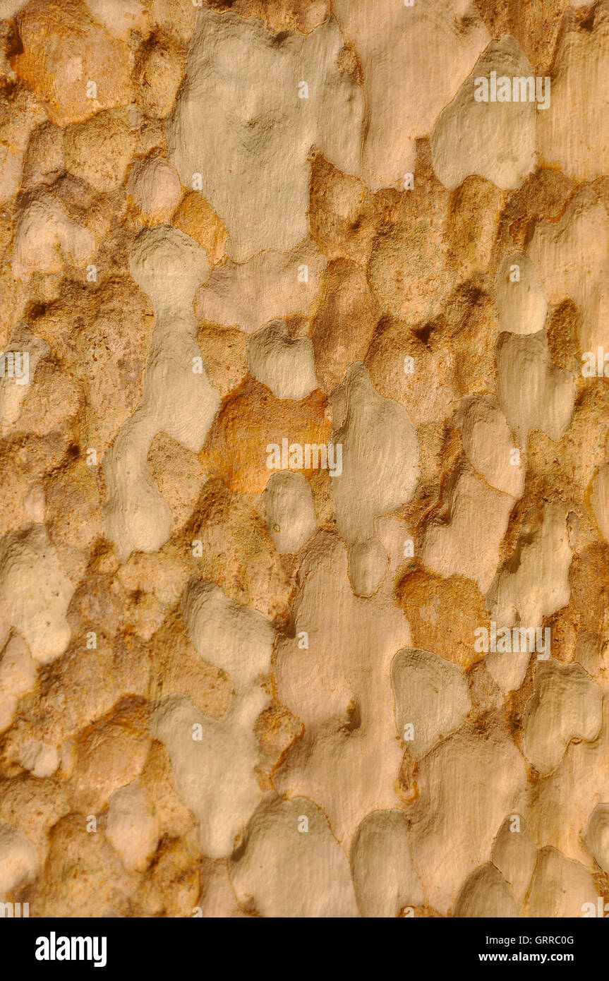 Immagine ravvicinata di texture di un albero Foto Stock