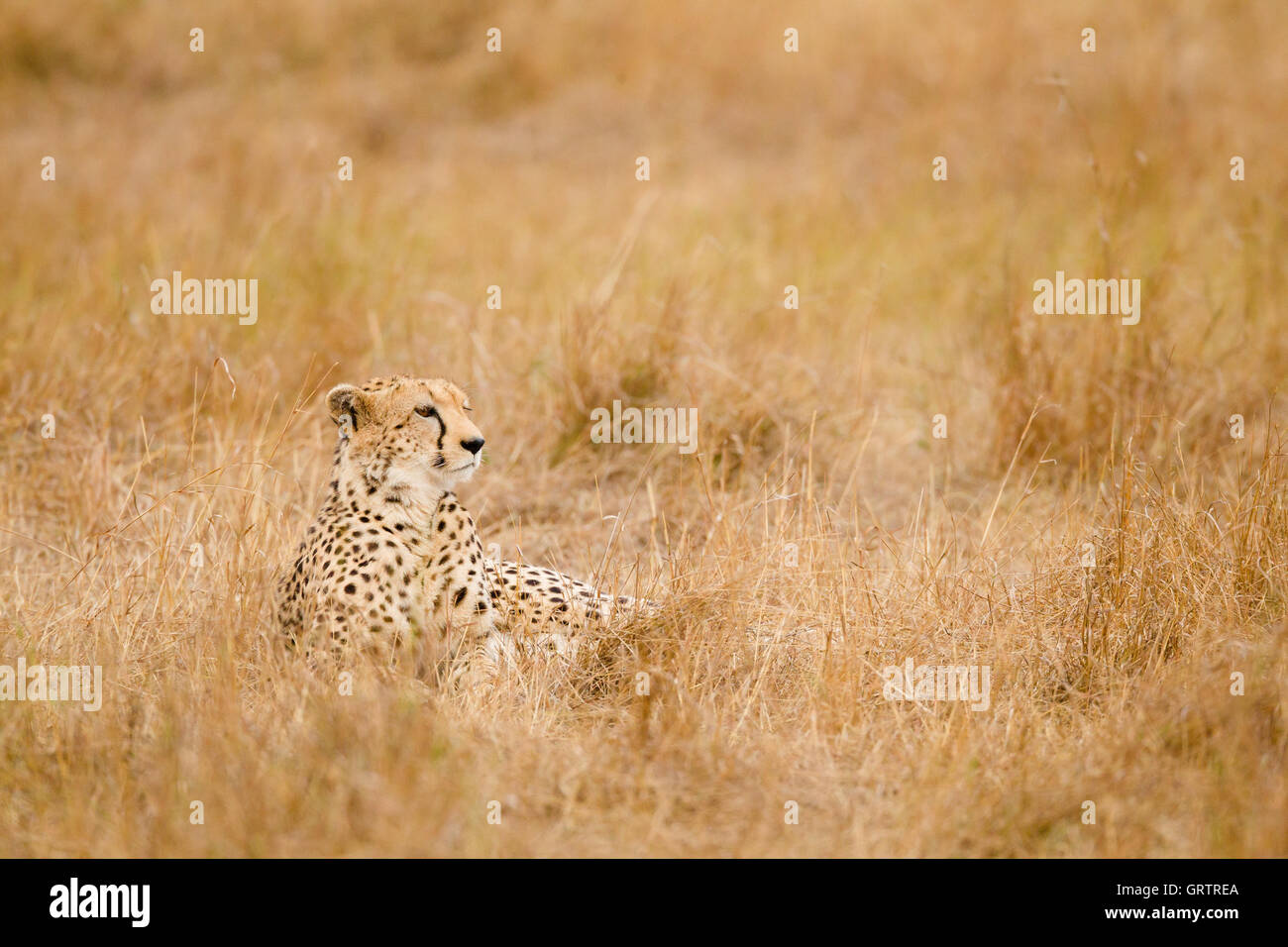 Cheetah in erba Foto Stock