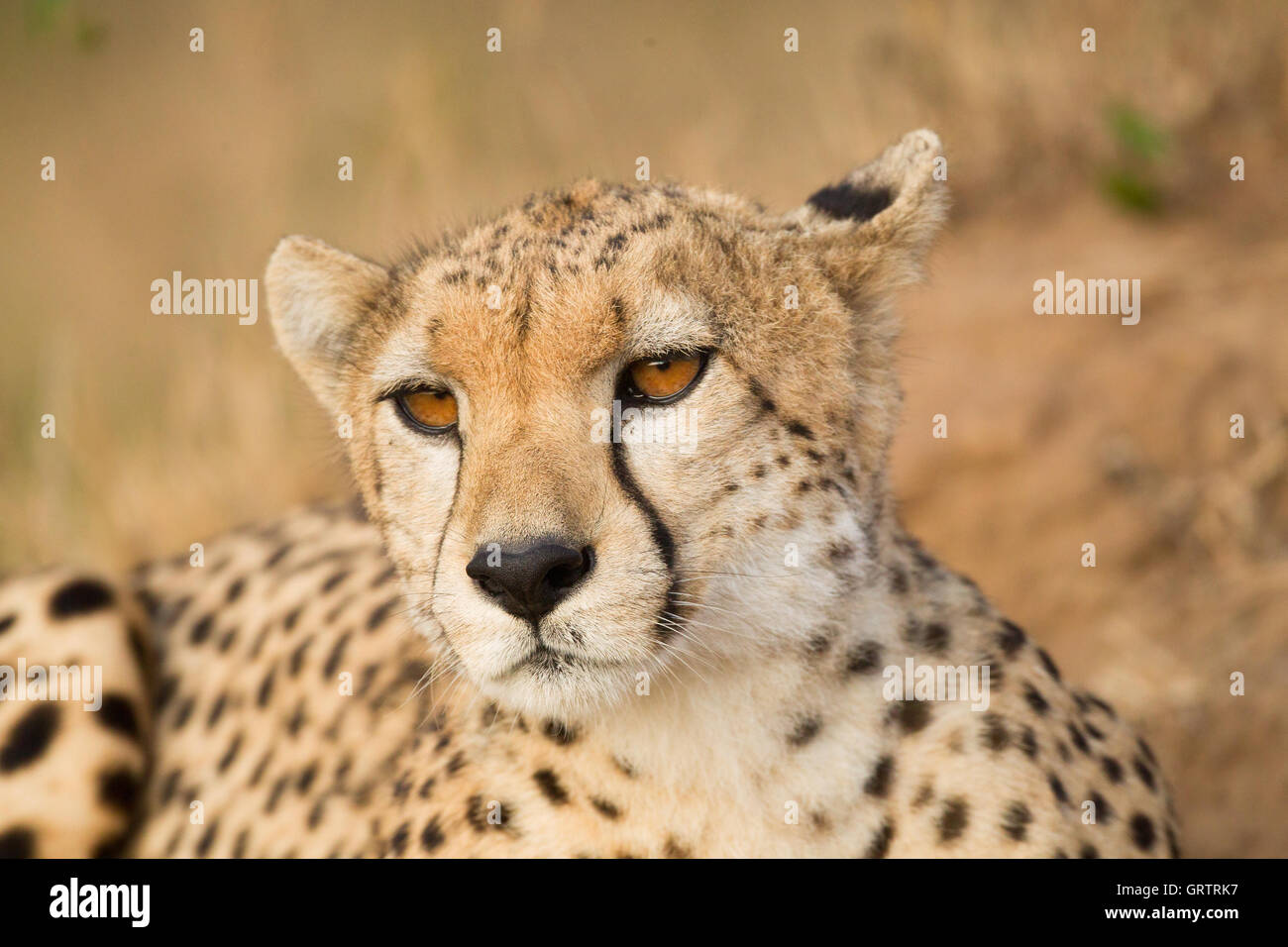 Un ghepardo close up Foto Stock