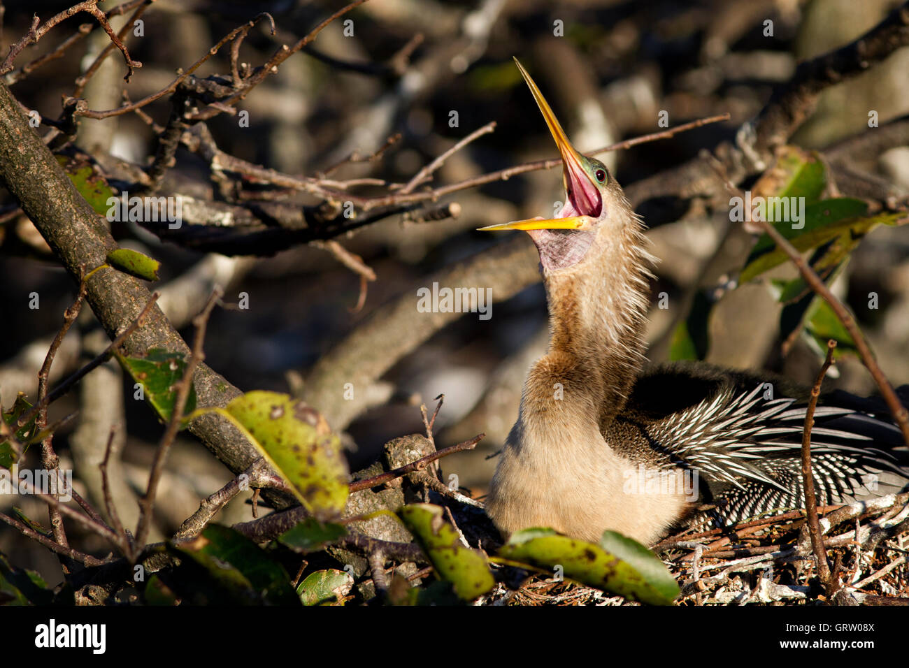 Lei!! Anhinga femmina in un ampio sbadiglio risveglio da un ben meritato di snooze durante la fase di incubazione uova nel nido. Foto Stock