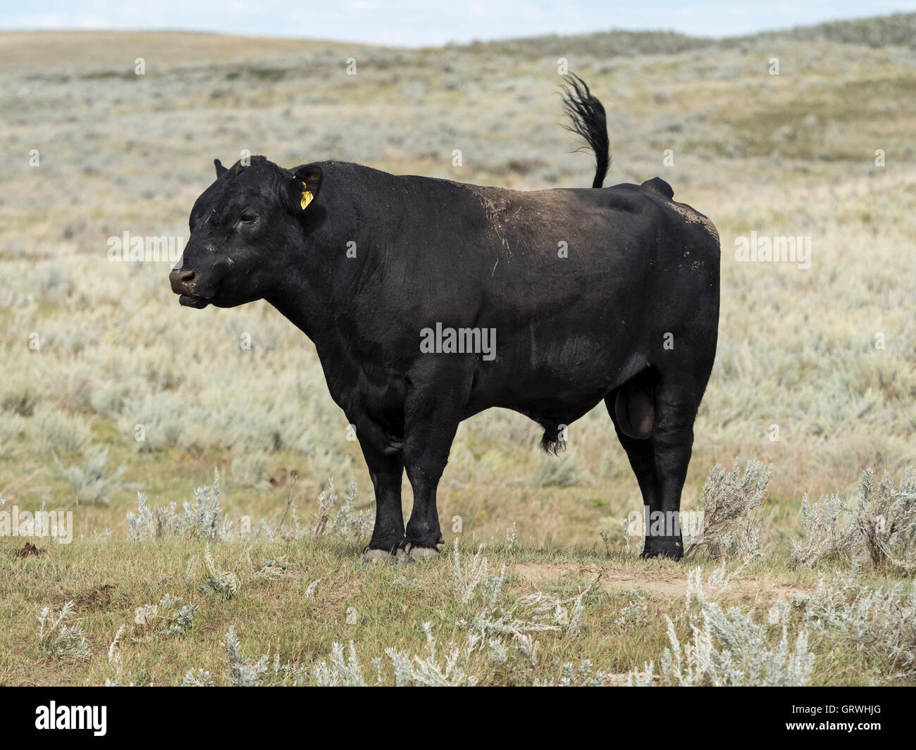 Il Black Angus bull su rangeland, Piapot, Saskatchewan, Canada. Foto Stock