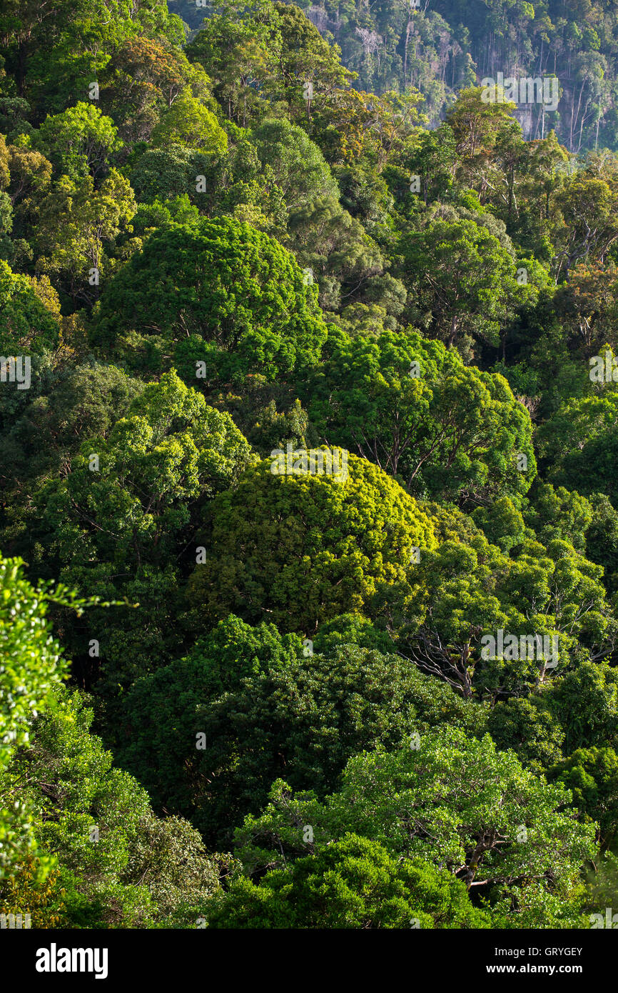 Un paisaje de bosque verde y exuberante con grandes árboles y espesos Un paisaje de bosque verde y exuberante con grandes árboles y espesos