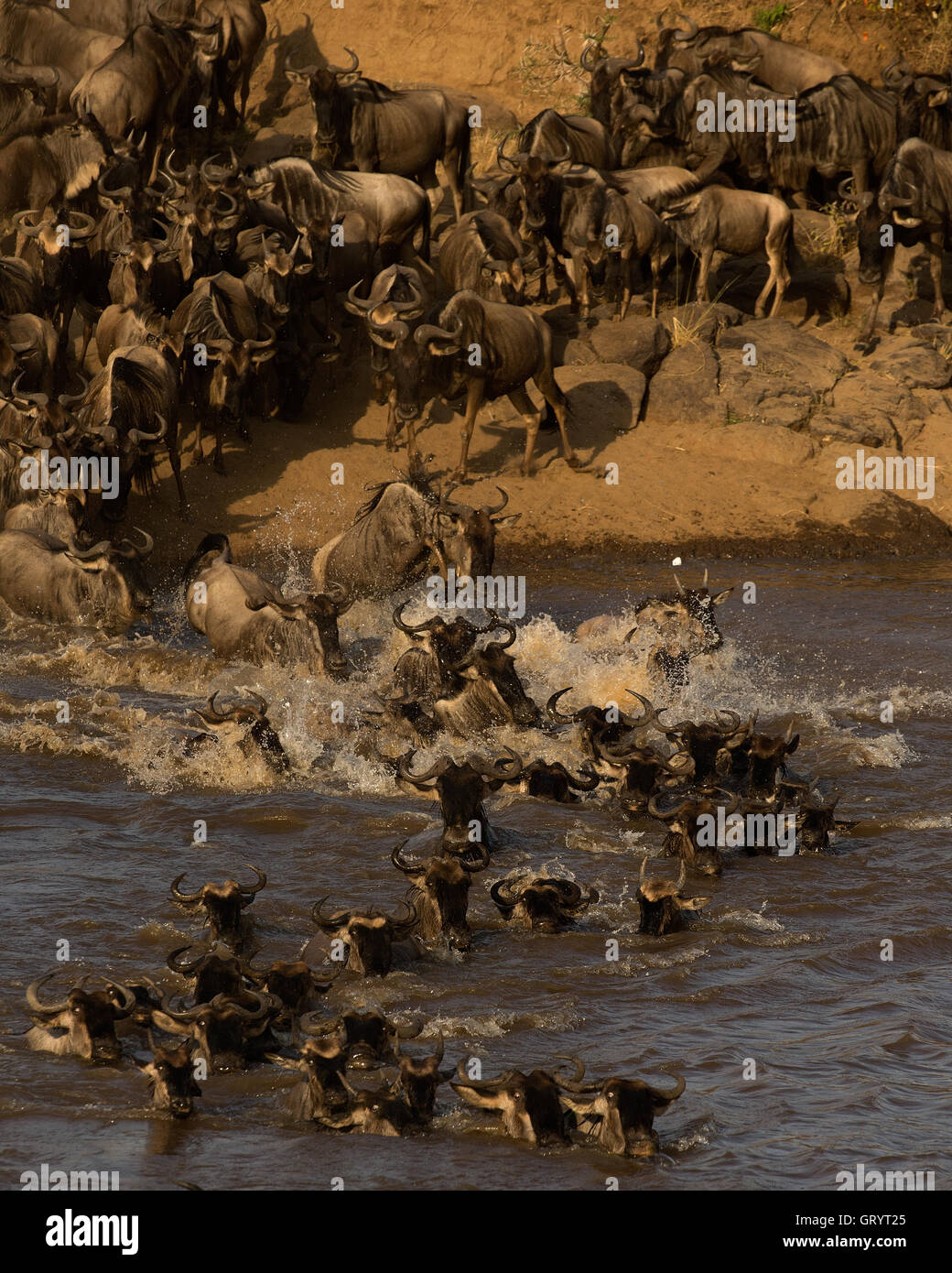 Gnu o Gnu Migrazione in Masai Mara Foto Stock