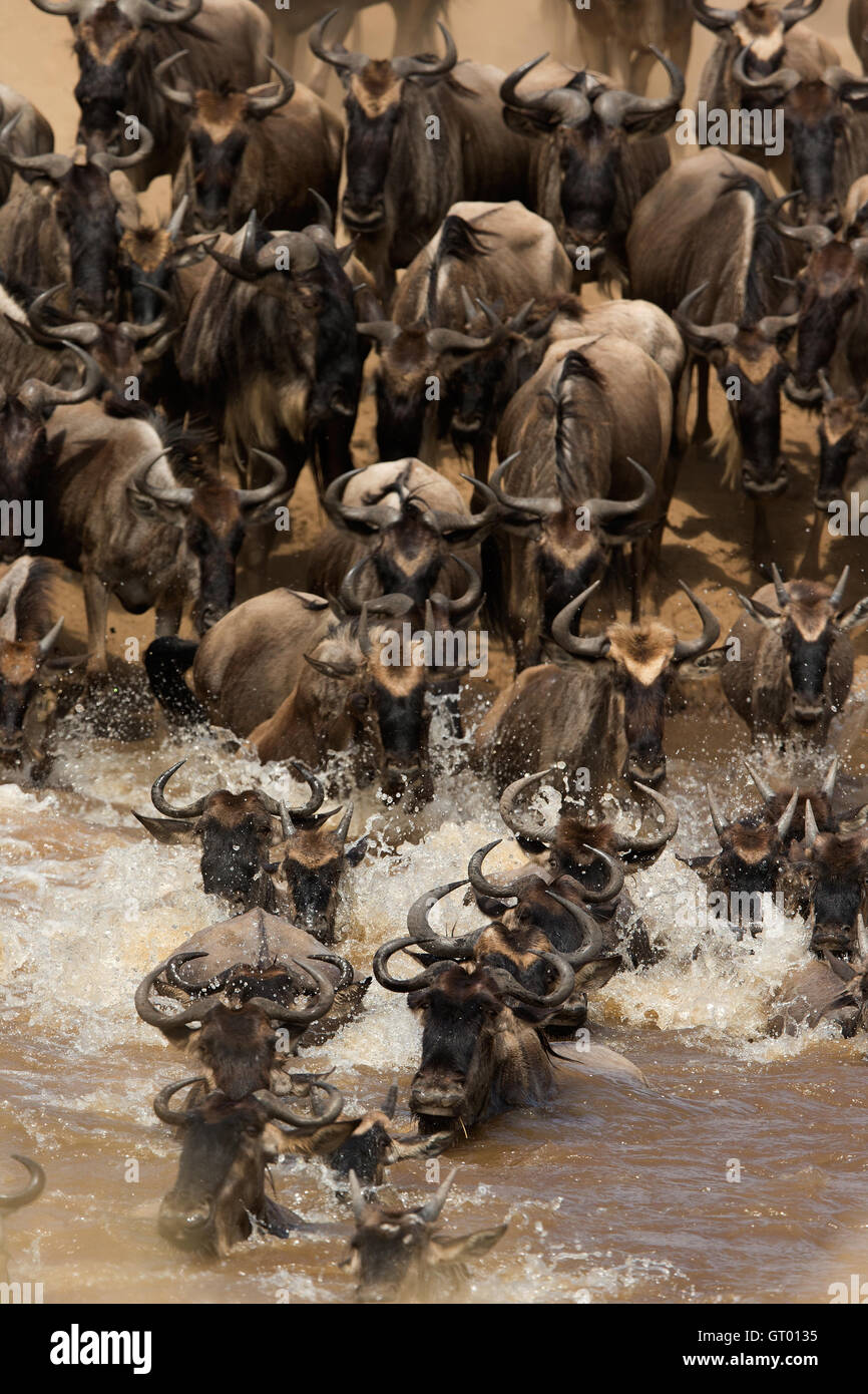 Gnu o Gnu Migrazione in Masai Mara Foto Stock
