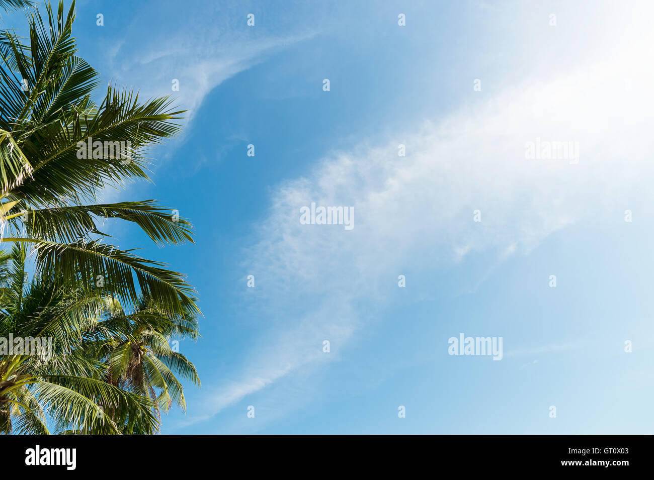 Palm tree con le nuvole e il cielo blu e Copia area di spazio Foto Stock Palm tree con le nuvole e il cielo blu e Copia area di spazio Foto Stock