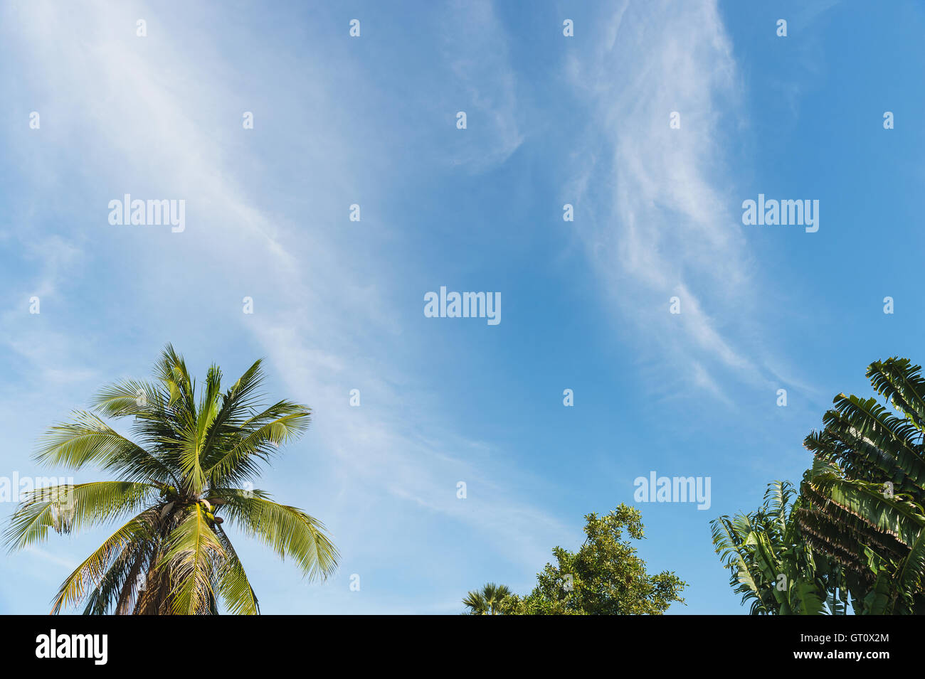 Palm tree con le nuvole e il cielo blu e Copia area di spazio Foto Stock Palm tree con le nuvole e il cielo blu e Copia area di spazio Foto Stock