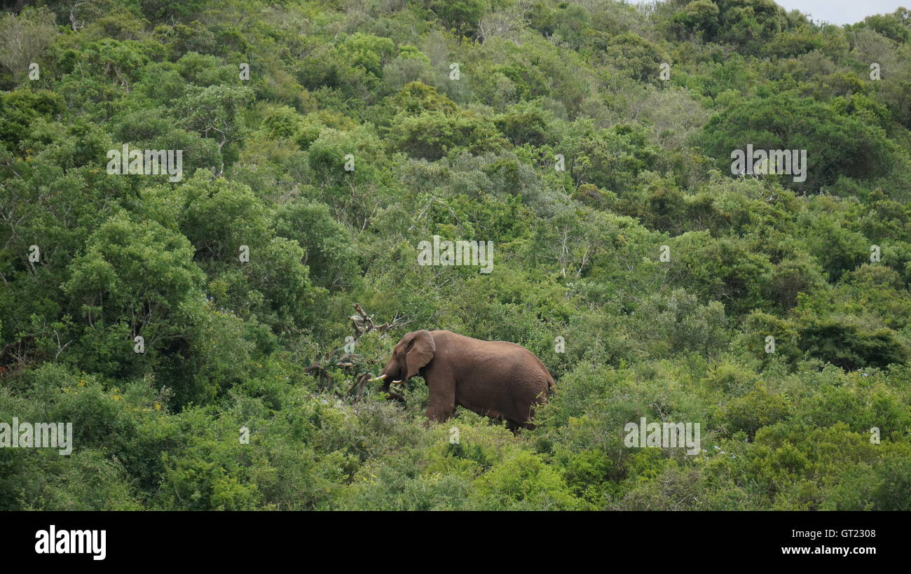 Le possenti torri di elefante sopra gli alberi. Foto Stock