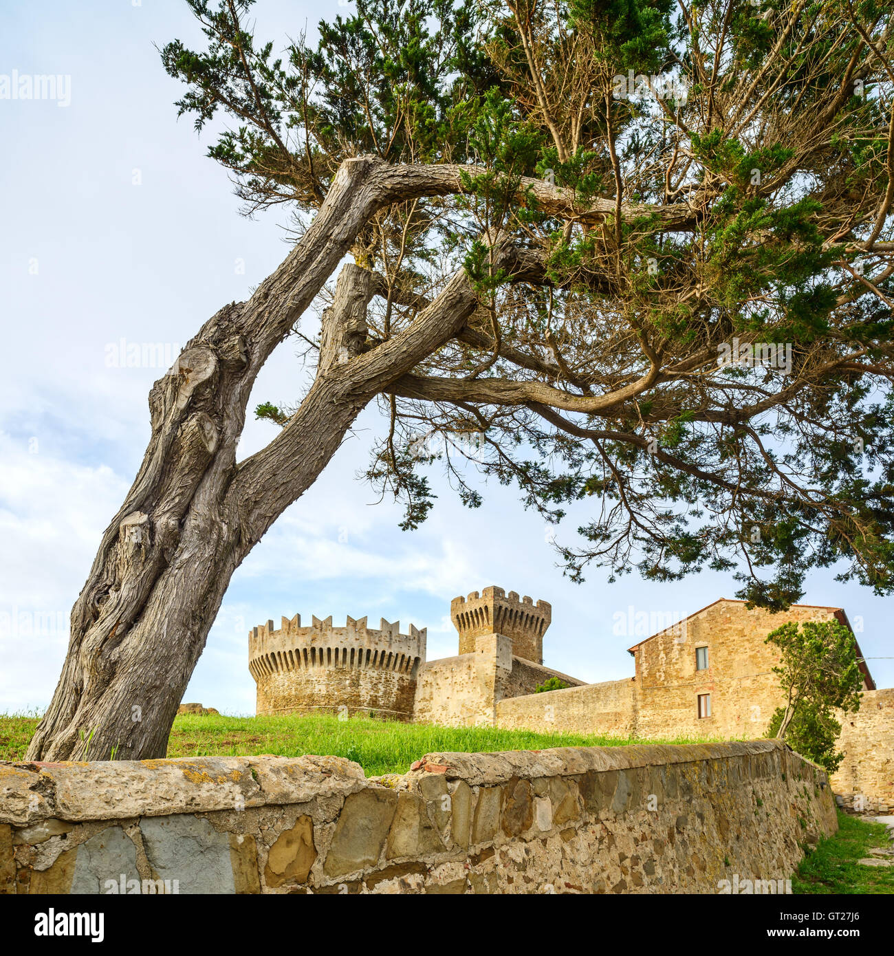 Albero di pino a Populonia villaggio medievale landmark, le mura della città e fort torre sul background. Toscana, Italia. Foto Stock