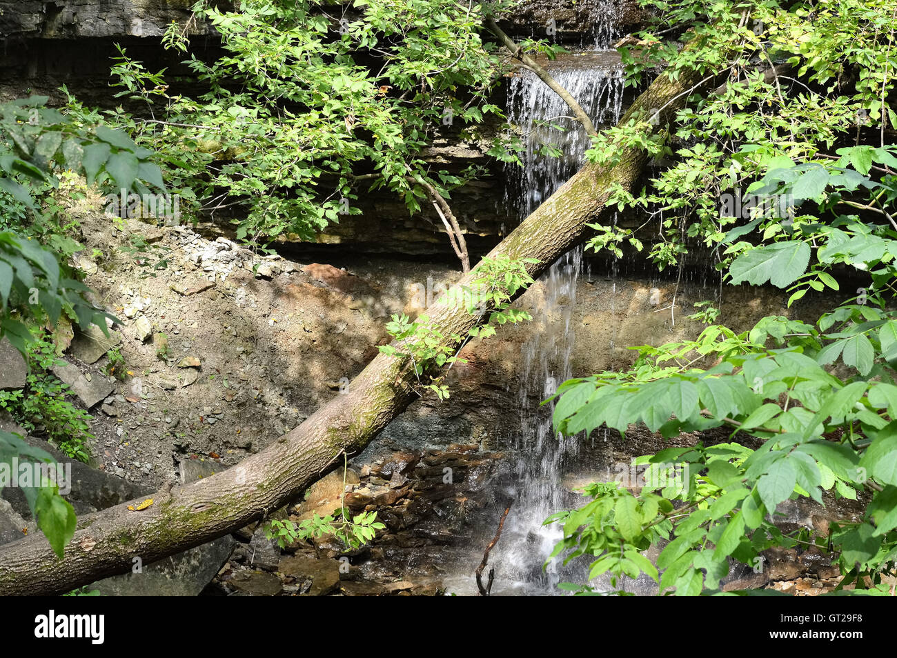 La cascata nel bosco Foto Stock
