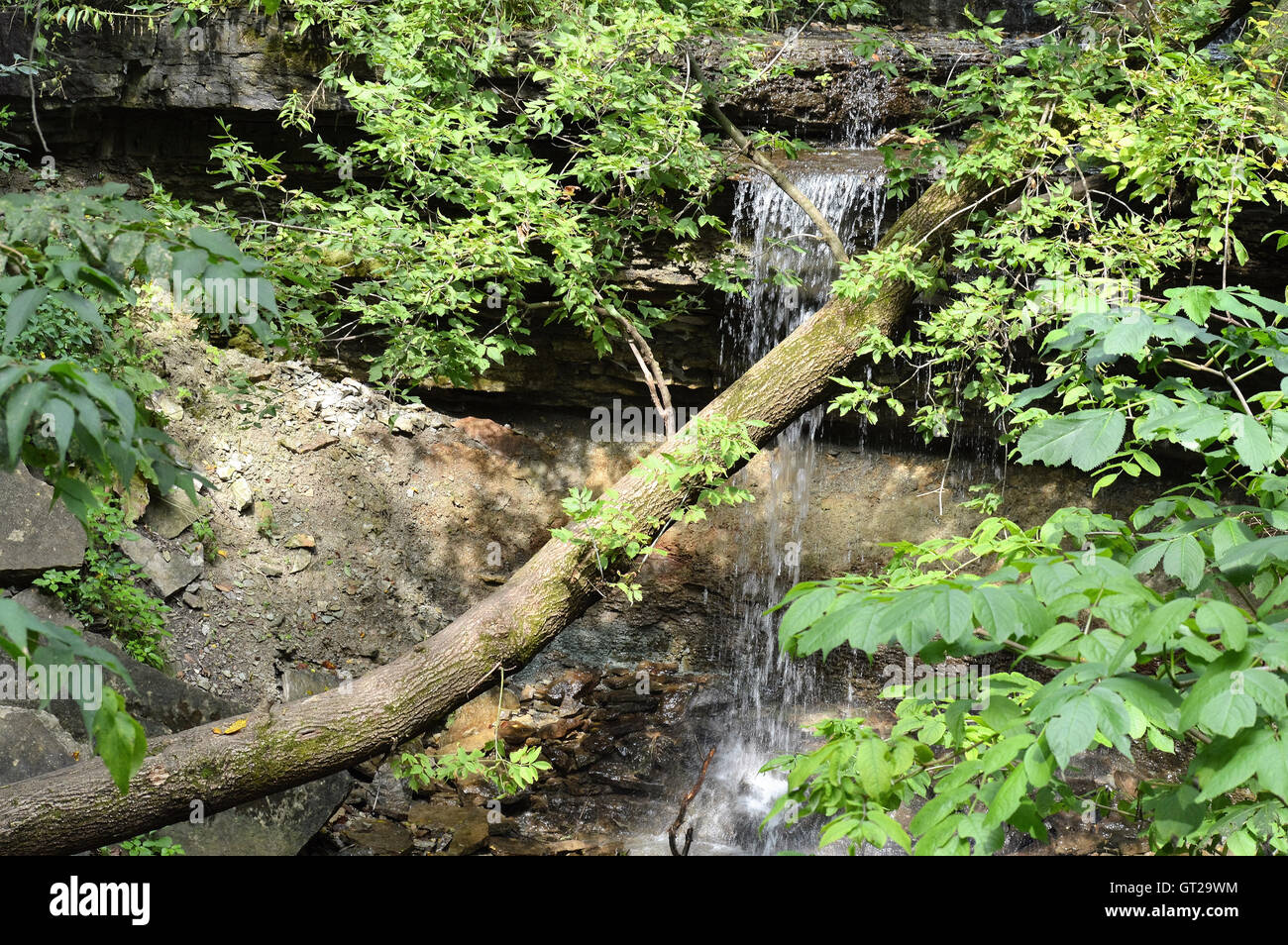 La cascata nel bosco Foto Stock