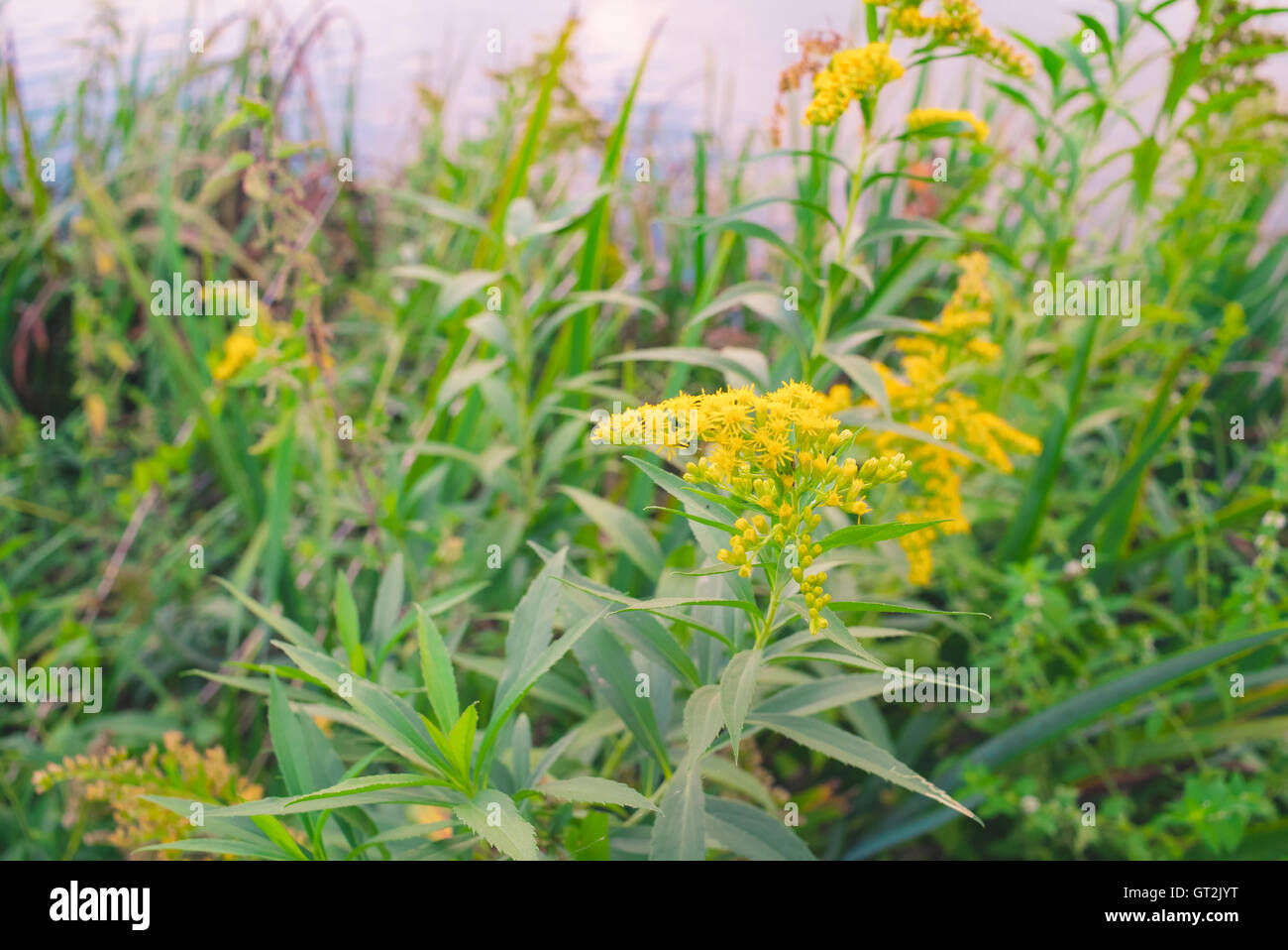 Fiore giallo e la vegetazione sul fiume Foto Stock