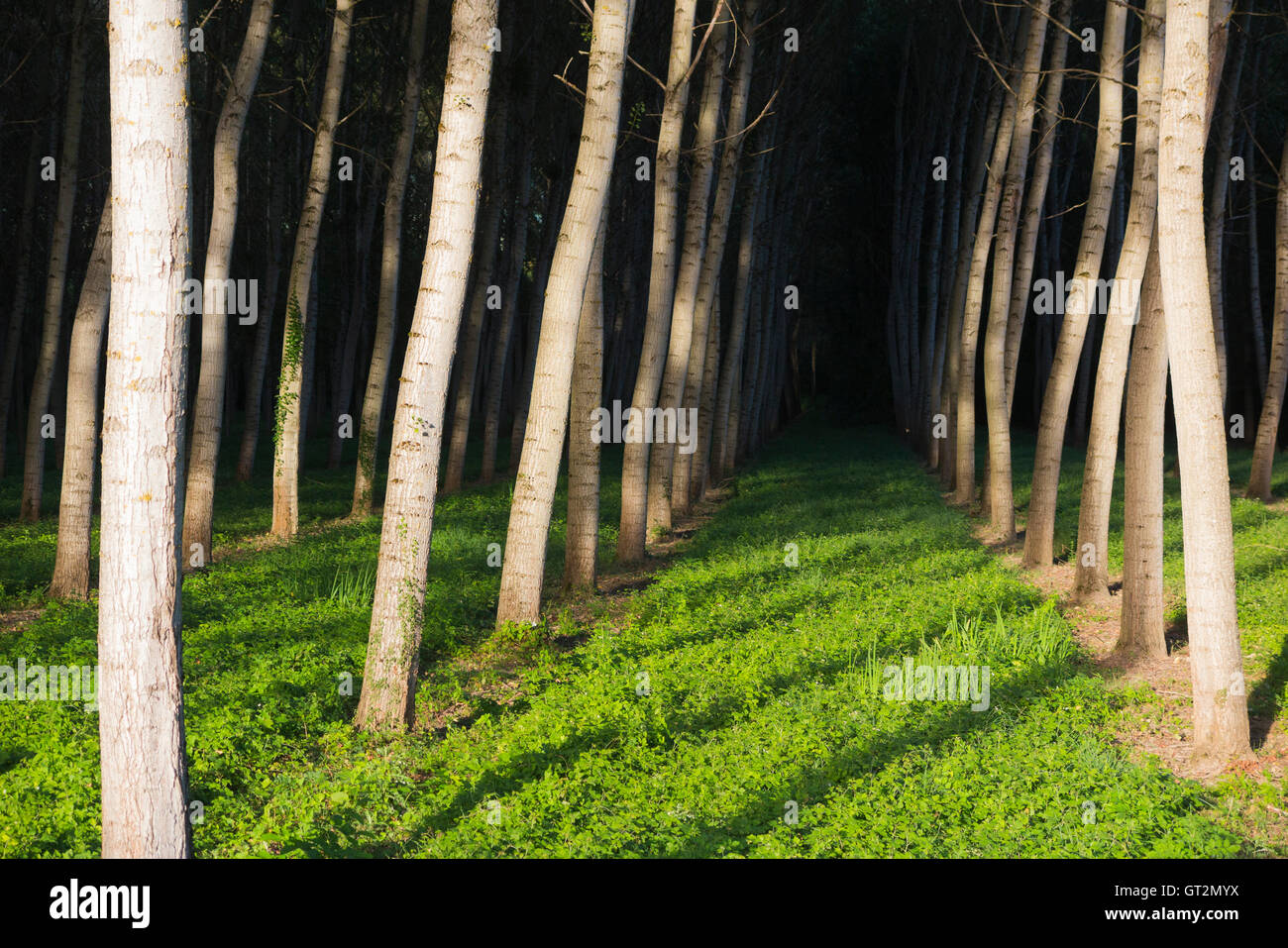 Alberi di pioppo / tronchi di alberi cresciuti in ordinate righe e colonne per la silvicoltura / fonte sostenibile di legname. Foto Stock