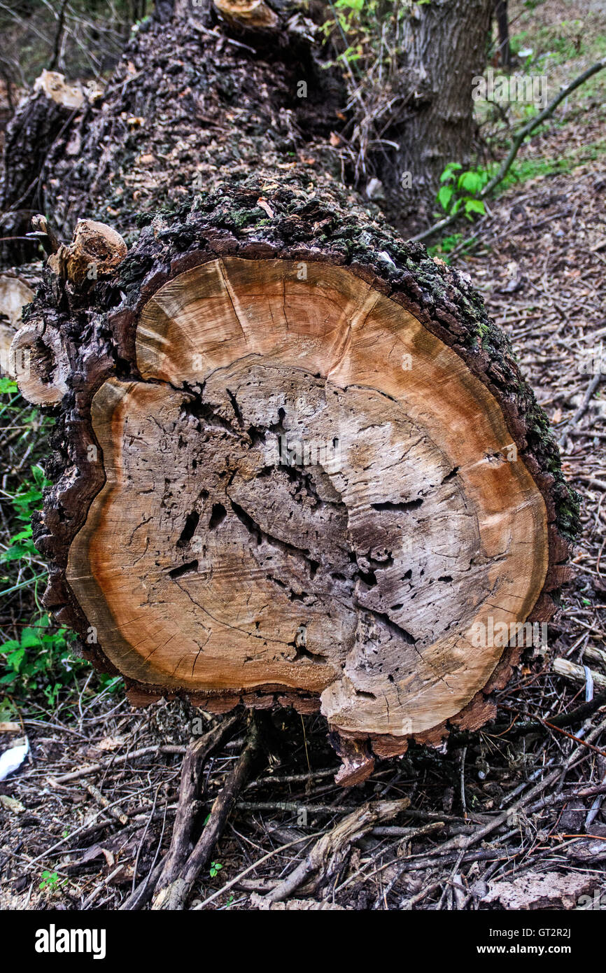 Tagliare un albero che è a causa della malattia era pericoloso. Foto Stock