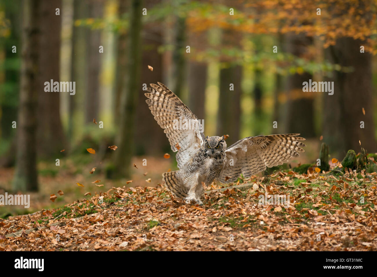 Grande Gufo cornuto / Tiger Owl / Virginia-Uhu ( Bubo virginianus ) aggressivo in volo di caccia in un bosco autunnale. Foto Stock