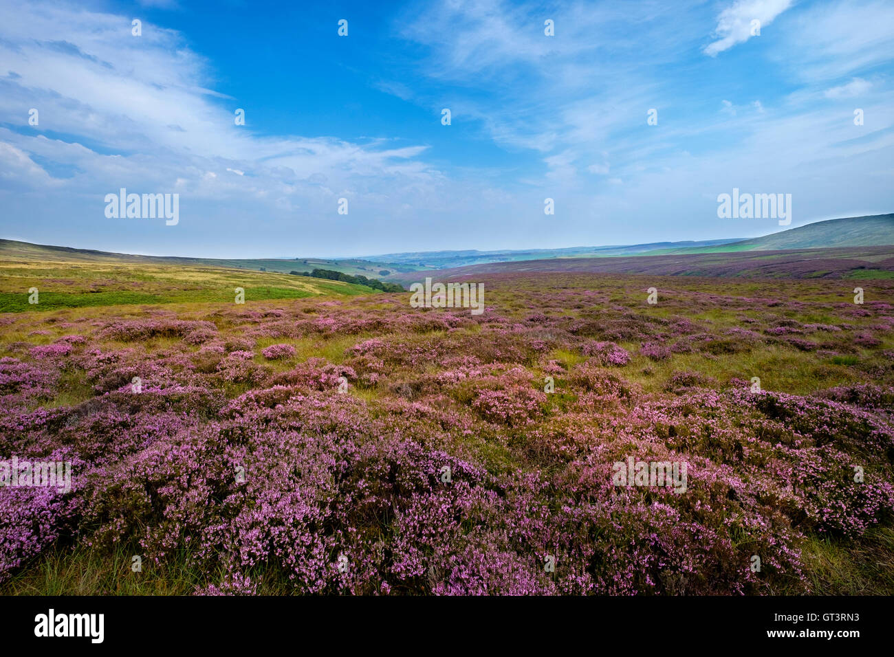 Heather su Saddleworth Moor Yorkshire Foto Stock
