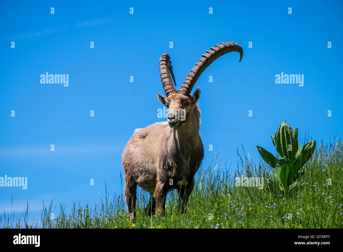 Alpine Ibex, Capra ibex. Alta Savoia in un dipartimento Auvergne-Rhône-Alpes regione nel sud della Francia Foto Stock