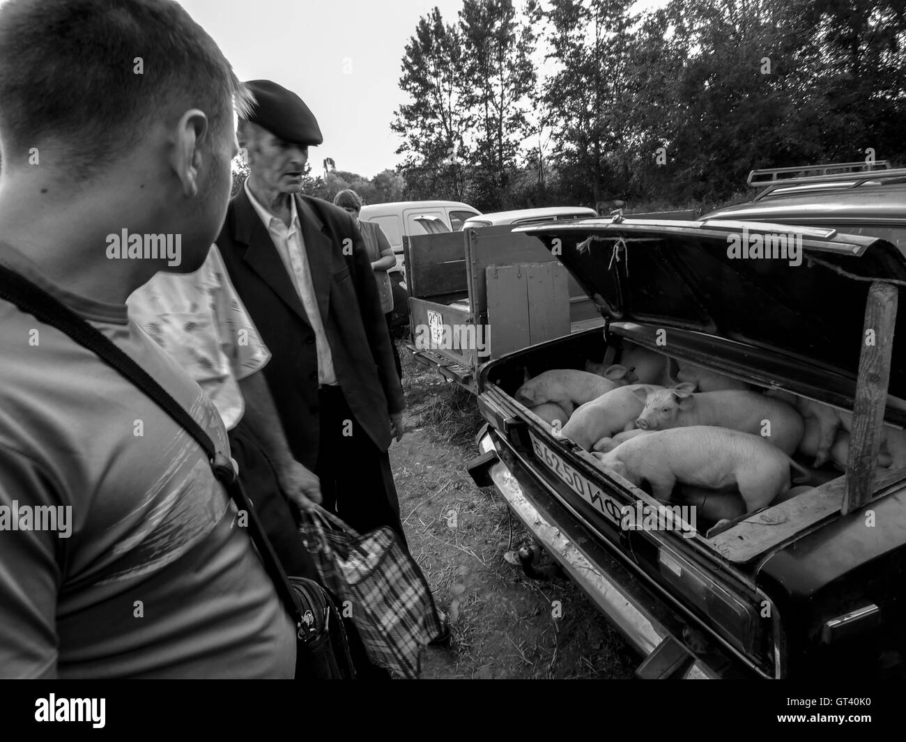 Gli acquirenti scelgono di suinetti su animali domestici mercato nella città di Kosov, Ivano-Frankivsk, Oblast di Ucraina Foto Stock