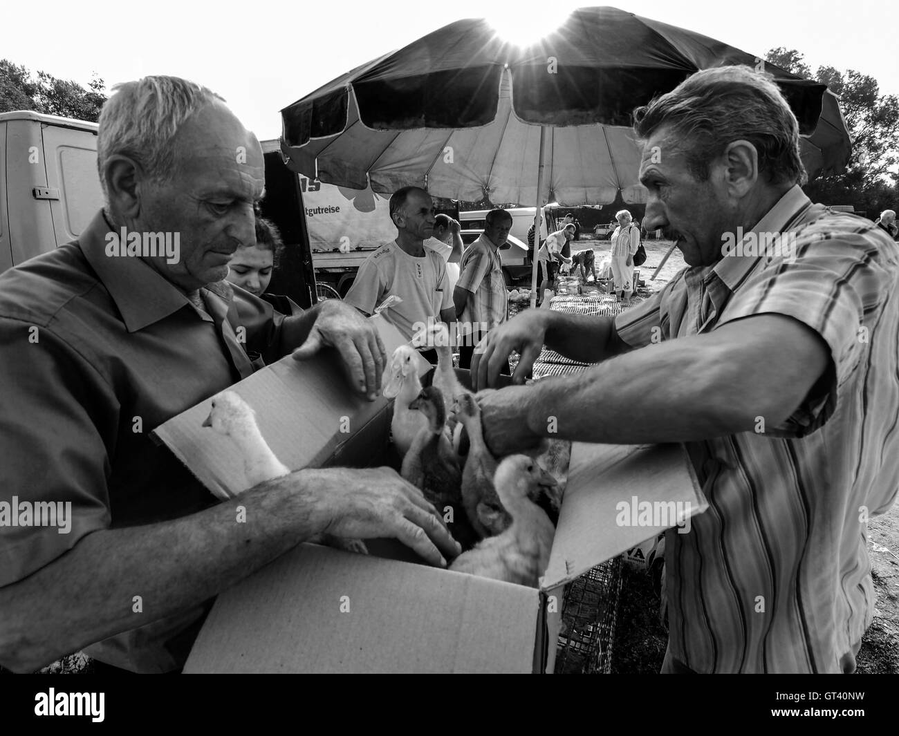 Uomo di mezza età con un baffi imballati in una scatola di cartone hanno acquistato le ochette su animali domestici mercato nella città di Kosov, Ivano- Foto Stock