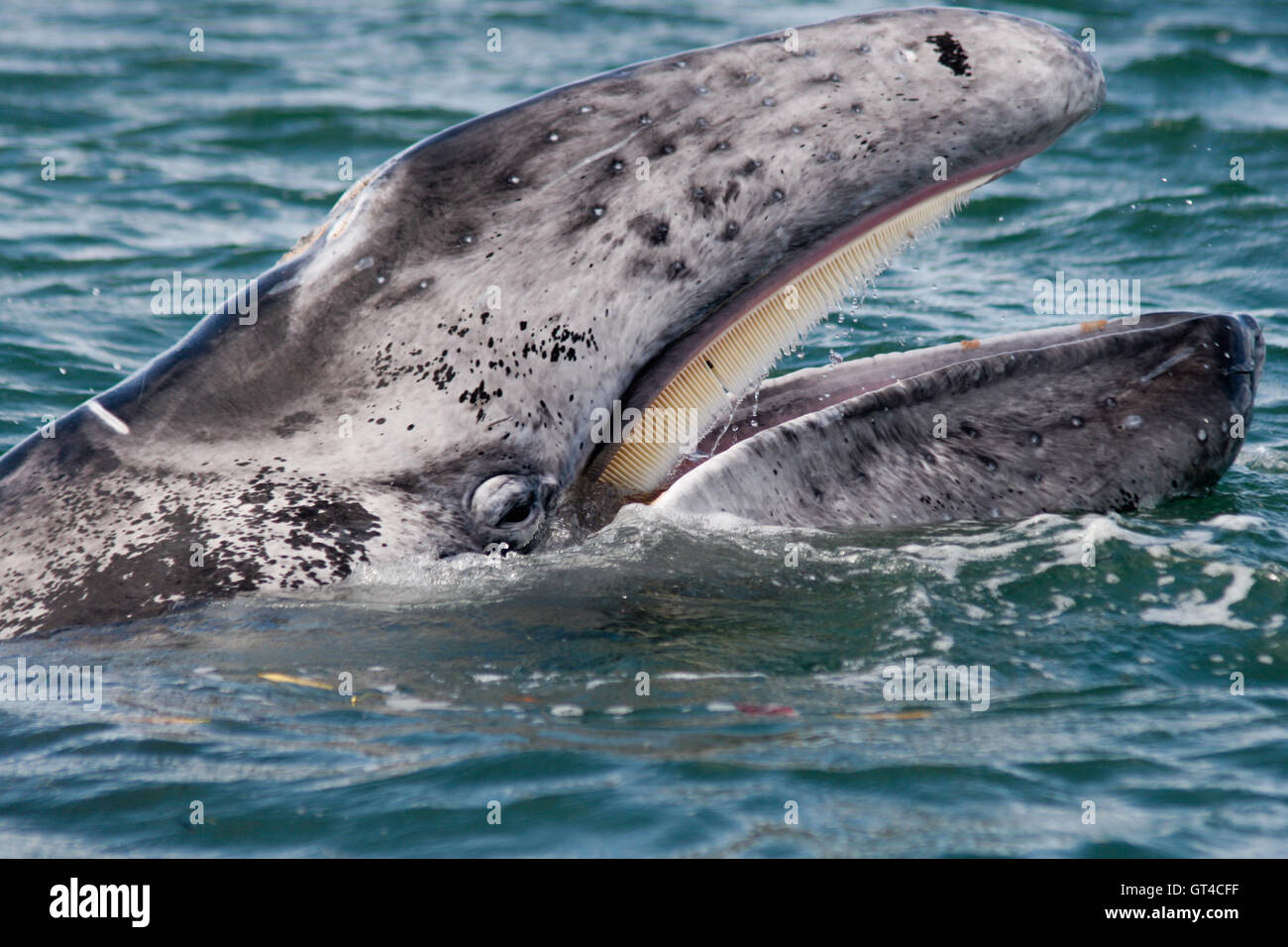 Baby balena grigia affiorante con la bocca aperta che mostra la sua baleen nella baia di Magdalena, Baja, Messico Foto Stock
