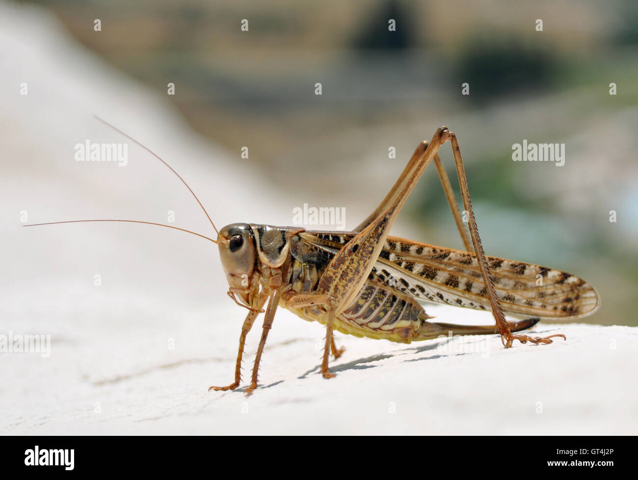 cavalletta Foto Stock