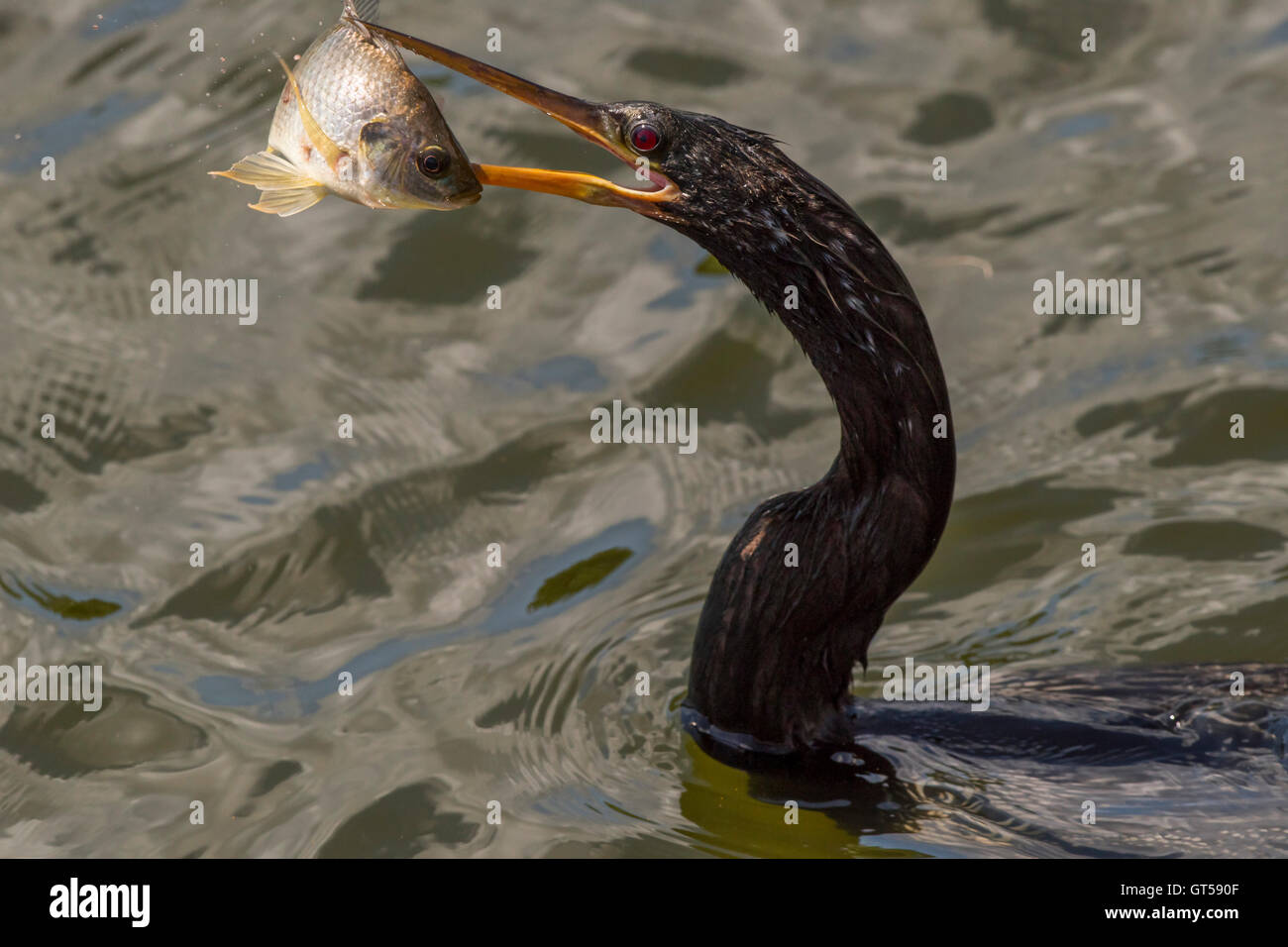 Anhinga nuoto con un pesce catturato. Foto Stock