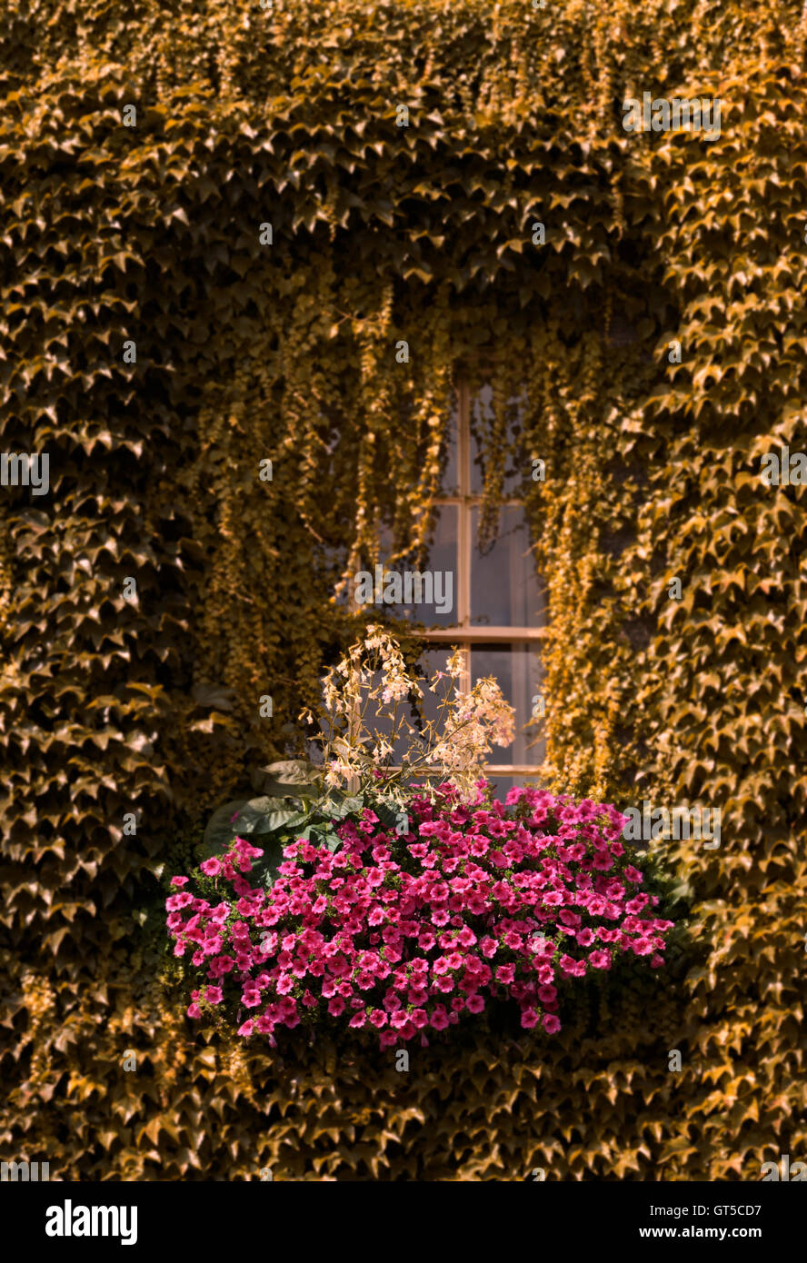 Ivy drappeggiati intorno in un arco window box di fiori di colore rosa, ivy è stato cambiato in bronzo un effetto colore. Unsharpened Foto Stock