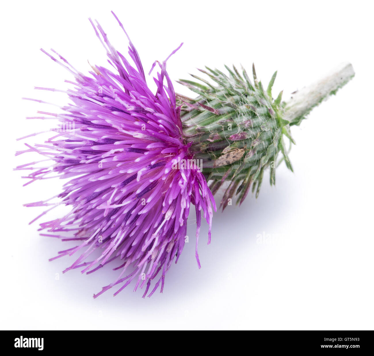 Cardo (Silybum) fiore isolato su uno sfondo bianco. Foto Stock