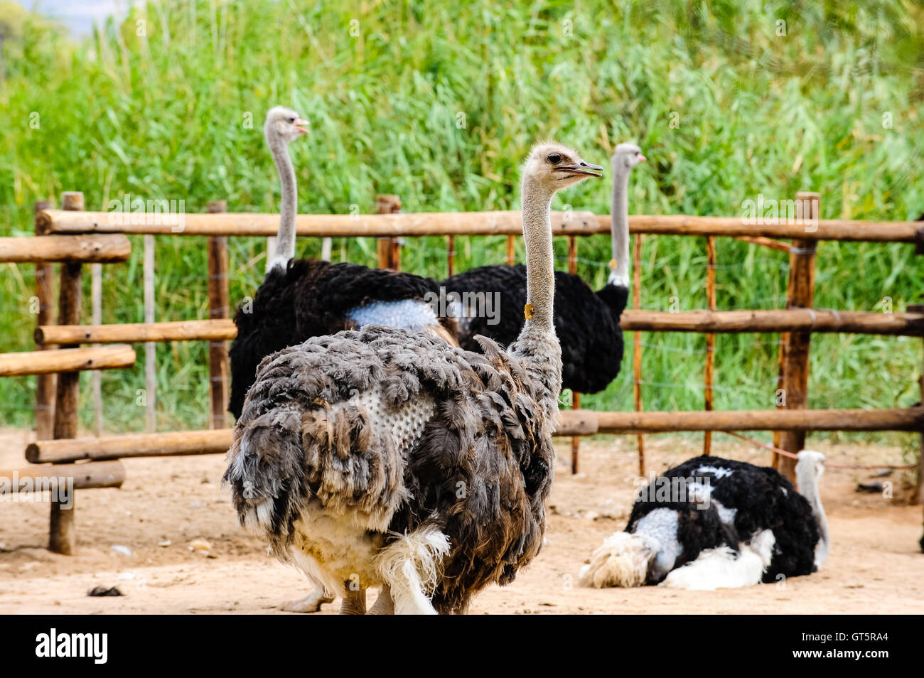 Oudtshoorn è la città più grande del piccolo Karoo regione del Sud Africa. Home al mondo la più grande popolazione di struzzo. Foto Stock