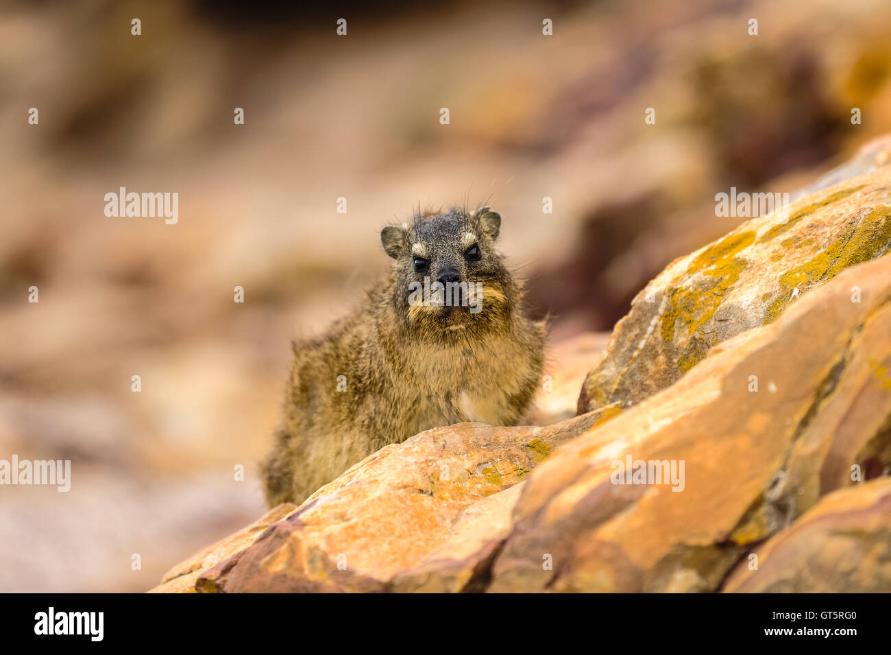 Mossel Bay sorge sulla costa dell'Oceano Indiano del Sud Africa e fa parte della Garden Route. Rock Hyrax. Foto Stock