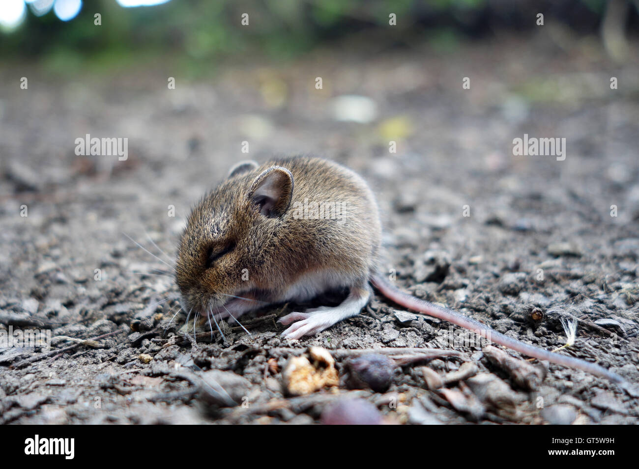 Legno o lunga coda di topo di campo sleeping Regno Unito Foto Stock