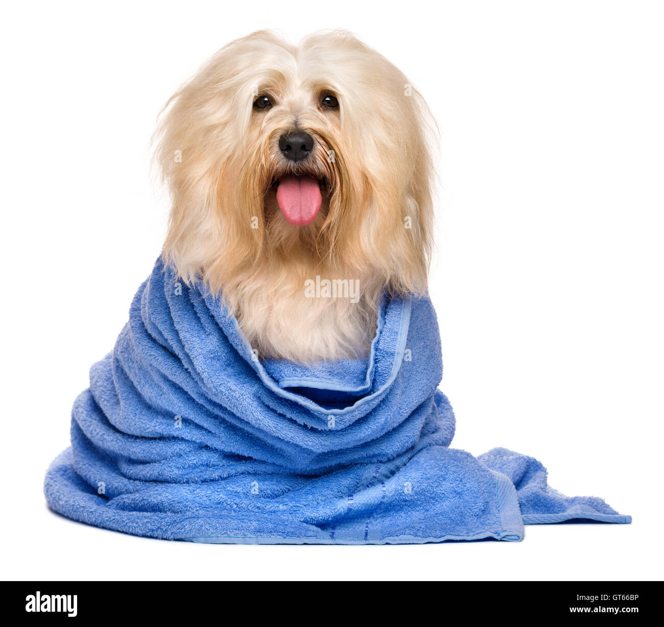 Bella bagnata rossastro cane havanese avvolto in un asciugamano blu Foto Stock